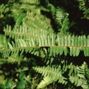 thumbnail for publication: Nephrolepis exaltata Boston Fern, Sword Fern